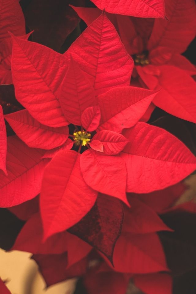 Poinsettias for Christmas home office decor 